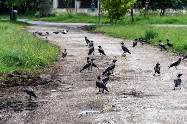 Капюшон Ворона Евразийские Виды Птиц Роде Corvus — стоковое фото