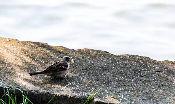 Sparrow Perete Lângă Lac Vechile Vrăbii Din Lumea Veche Asemenea — Fotografie, imagine de stoc