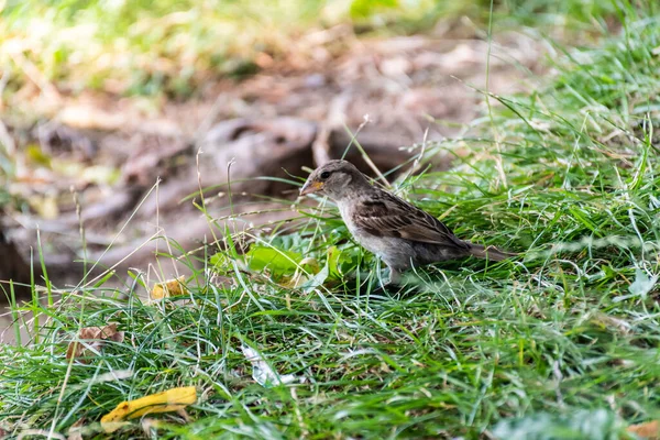 Sparrow Odihnindu Iarbă Verde Vechile Vrăbii Din Lumea Veche Asemenea — Fotografie, imagine de stoc