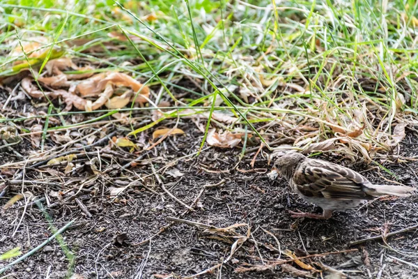 Sparrow Mănâncă Popcorn Vechile Vrăbii Din Lumea Veche Asemenea Cunoscute — Fotografie, imagine de stoc
