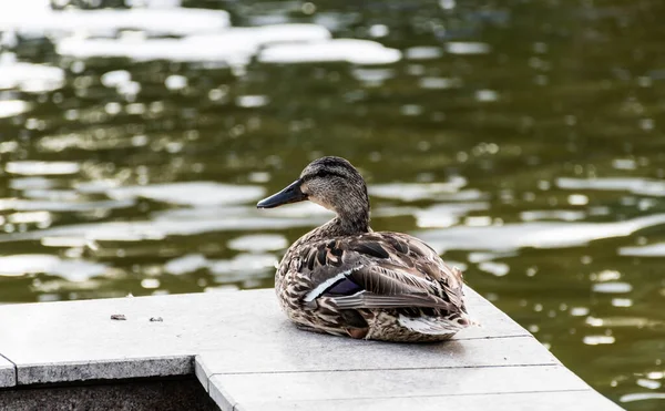 Pato Sentado Borde Una Fuente —  Fotos de Stock