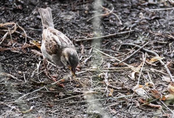 Sparrow Comer Pipocas Velho Mundo Pardais Também Conhecido Como Verdadeiro — Fotografia de Stock