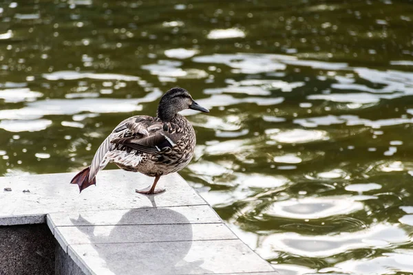 Duck Sitting Edge Fountain — Stock Photo, Image