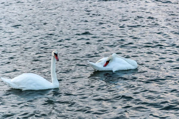 Білі Лебеді Водоплавні Птахи Озері — стокове фото