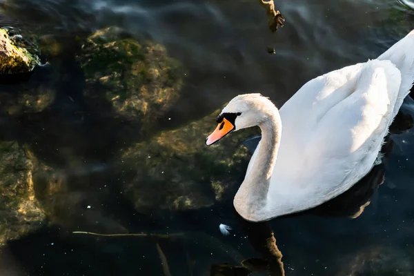 Λευκός Κύκνος Υδρόβια Πτηνά Στη Λίμνη — Φωτογραφία Αρχείου