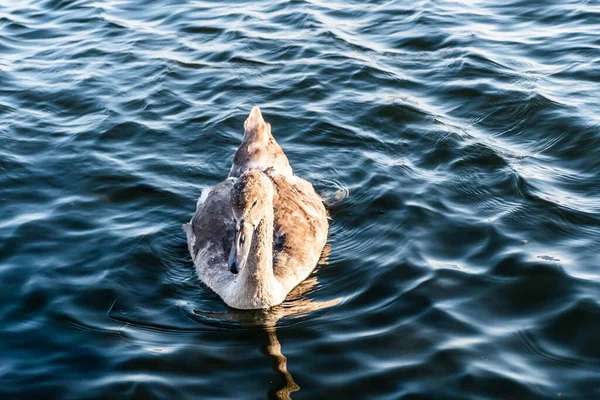 Κοτόπουλα Κύκνων Υδρόβια Πτηνά Στη Λίμνη — Φωτογραφία Αρχείου