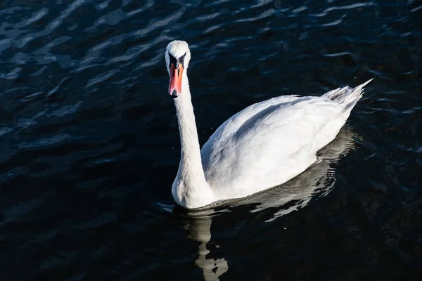 Біла Лебідь Водоплавна Птиця Озері — стокове фото