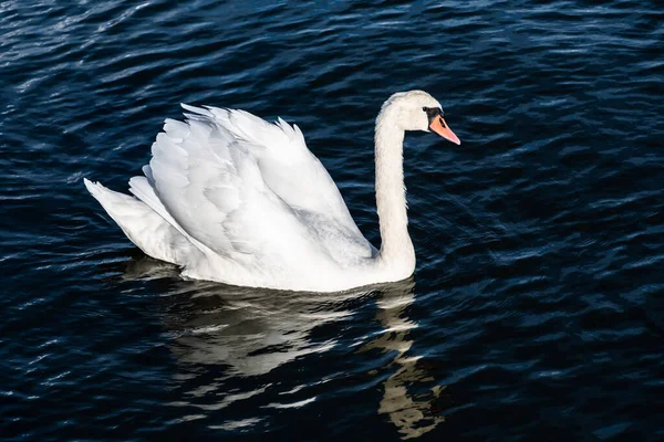 Біла Лебідь Водоплавна Птиця Озері — стокове фото