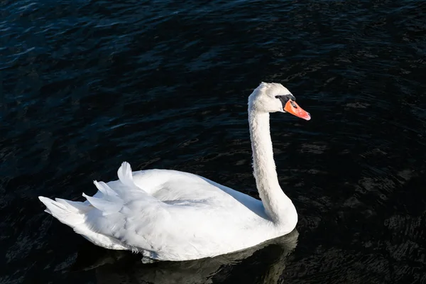 ホワイトスワン湖の上の水鳥 — ストック写真