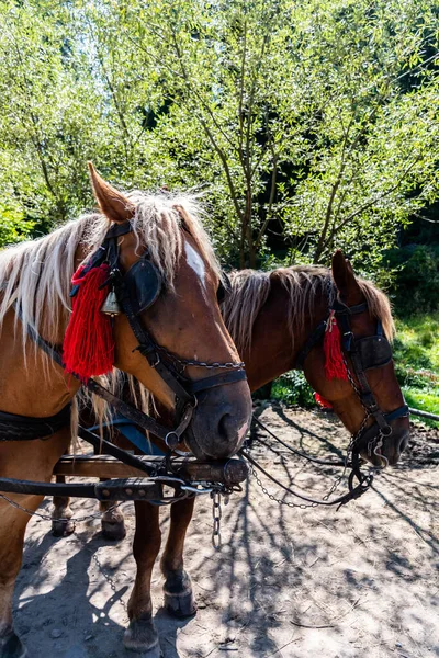 Horses Harnessed Cart Adorned Red Tassels Bells — Stock Photo, Image