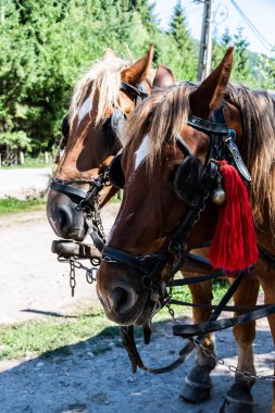 Atlar arabaya bağlandı, kırmızı püsküller ve çanlar ile süslendi..