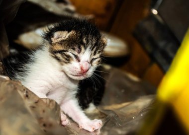 Yeni doğmuş kedi gözleri kapalı annesini arıyor..