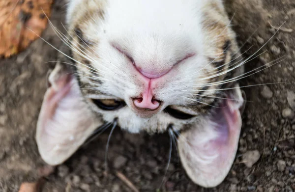 Spící Kočka Uvolněná Zahradě — Stock fotografie