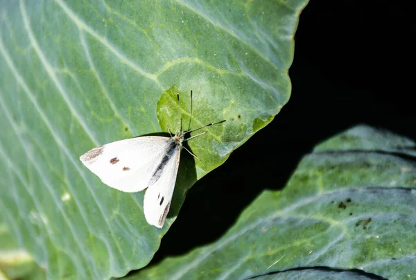 Schmetterling Pieris Brassicae Großer Weißer Auf Einem Kohlblatt — Stockfoto