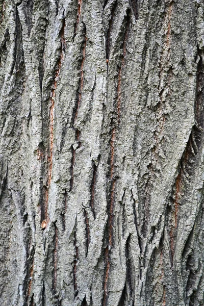 Texture Écorce Arbre Grise Avec Rainures — Photo