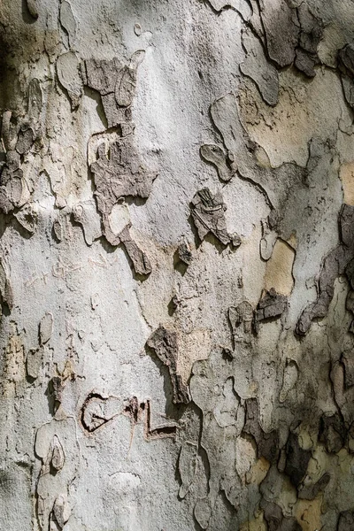 Дерево Коры Текстуры Фона Естественная Древесина — стоковое фото