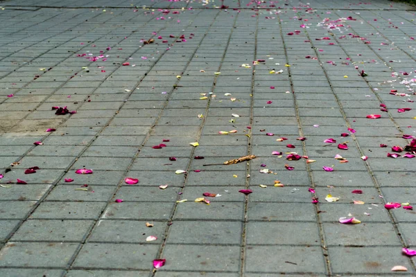 Beco Parque Com Pétalas Rosa Suceava Roménia — Fotografia de Stock