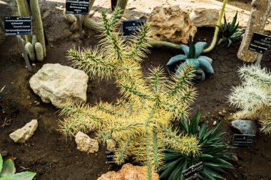 BALCHIK, BULGARIA - 19 Ekim 2019: Balchik Sarayı, botanik bahçesi, Romanya Kraliçesi Maria 'nın Karadeniz kıyısında inşa edilen konutu, Quadrilater' ın Romanya 'ya ait olduğu dönemde.