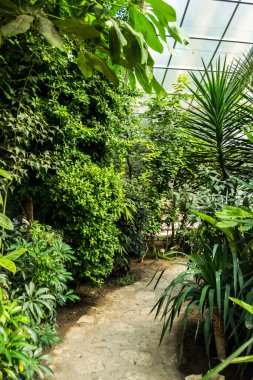 Bulgaristan 'ın Balchik botanik bahçesindeki farklı tipte çiçeklere sahip sera.