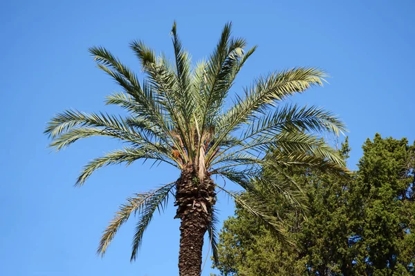 Mavi gökyüzünde palmiye ağacı ve diğer bitkiler.