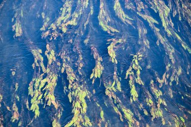 Soğuk ve berrak sularda nehir yosunları.
