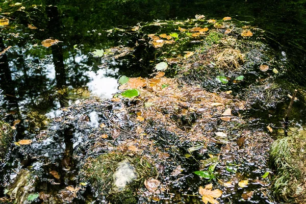 Water Achtergrond Met Gevallen Bladeren — Stockfoto