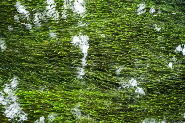 Ochiul Beiului Smaragd Meer Water Achtergrond Met Algen Vissen Stenen — Stockfoto