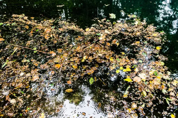 Water Achtergrond Met Gevallen Bladeren — Stockfoto