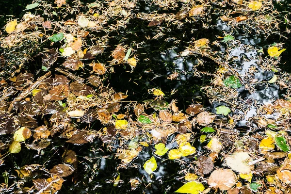 Wasserhintergrund Mit Abgefallenen Blättern — Stockfoto