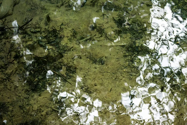 Ochiul Beiului Smaragd Meer Water Achtergrond Met Algen Vissen Stenen — Stockfoto