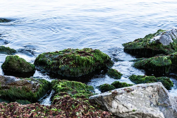 Karadeniz Yosunla Kaplı Taşlar — Stok fotoğraf