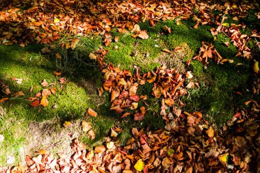 Sonbahar renklerinde yapraklar zemini kaplıyor..