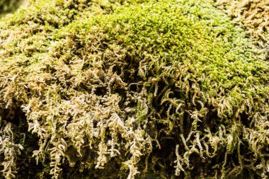 Güzel yeşil yosunlar kayaların üzerinde.