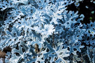 Jacobaea maritima, yaygın olarak gümüş ragwort olarak bilinir, Akdeniz bölgesine özgü uzun ömürlü bir bitki türü..