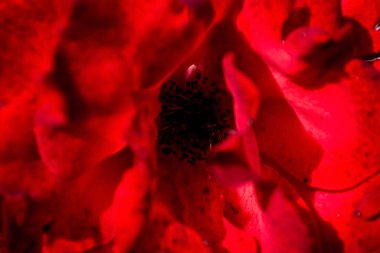 Güzel kırmızı bir gülü yakından çek..