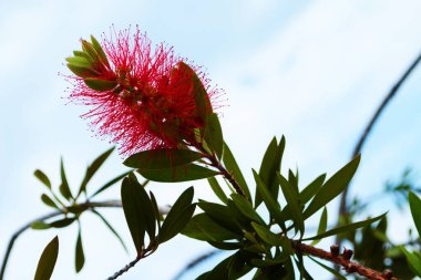 Melaleuca citrina, genellikle kırmızı, kırmızı ya da limon fırçası olarak bilinir..