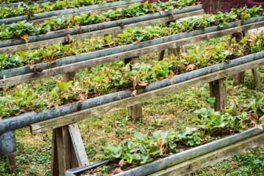 Yükseklerde ekilmiş çilek sıraları.