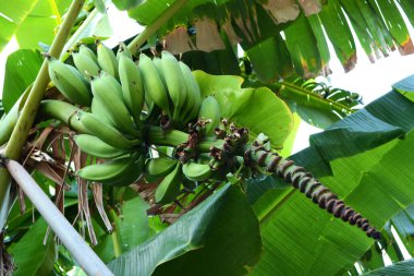 Yeşil meyveli muz ağacı.