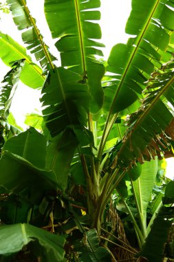 Korfu Yunanistan 'da güneşli bir günde muz ağacında büyük yeşil yapraklar