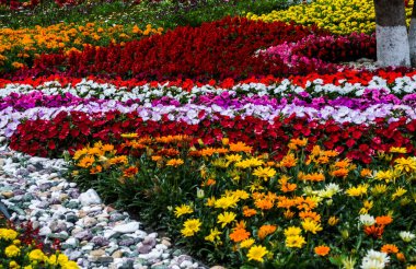 Çok renkli çiçek tarhı. Bahçe çiçeklerinin güzel arka planı.
