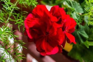 Güzel kırmızı sardunya çiçekleri yeşil bir arka planda saksıda.