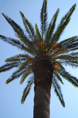Mavi gökyüzü arkaplanındaki palmiye ağacı.