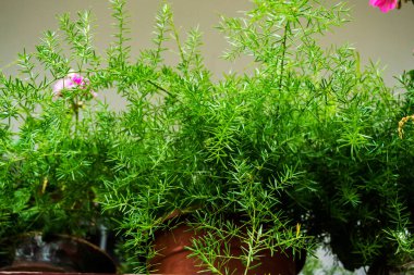 Yeşil arka planda bir tencerede güzel kuşkonmaz bitkisi.