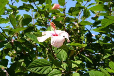Yeşil arka planda güzel pembe amber çiçeği.