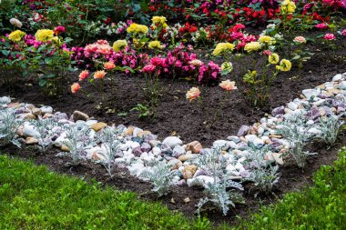 Çok renkli çiçek tarhı. Bahçe çiçeklerinin güzel arka planı.