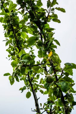 Olgunlaşmamış elmalı dallar. Elma ağacı. Daldaki lezzetli elmalar..