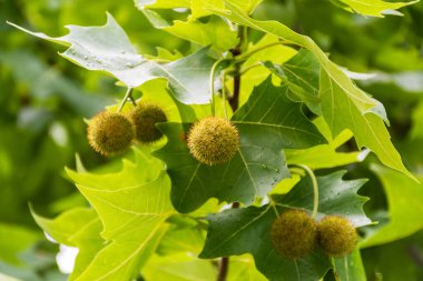 Amerikan çınarı olarak da bilinen Platanus batcidentalis yaprakları ve meyveleri.