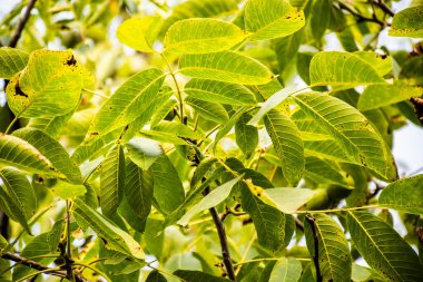Ceviz ağacı yaprakları (Juglans regia, Karpatya cevizi). 
