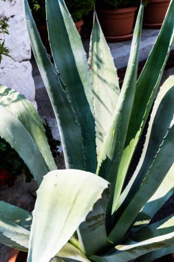 Saksıdaki büyük aloe vera bitkisi.