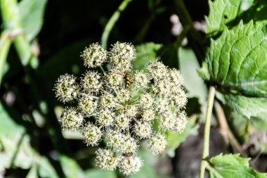 Şifalı bitkinin üzerindeki arı. Angelica Sylvestris veya vahşi melek.